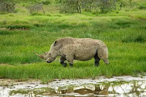 Rhinocéros blanc se promenant au bord d'une mare marécageuse, reflet dans le bassin sous une herbe verte et luxuriante — scène du safari classique de 9 jours au Kenya