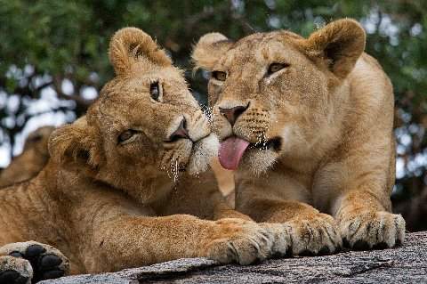 Lion cub grooming its sibling in a close-up shot on a rock, captured in Nairobi National Park.