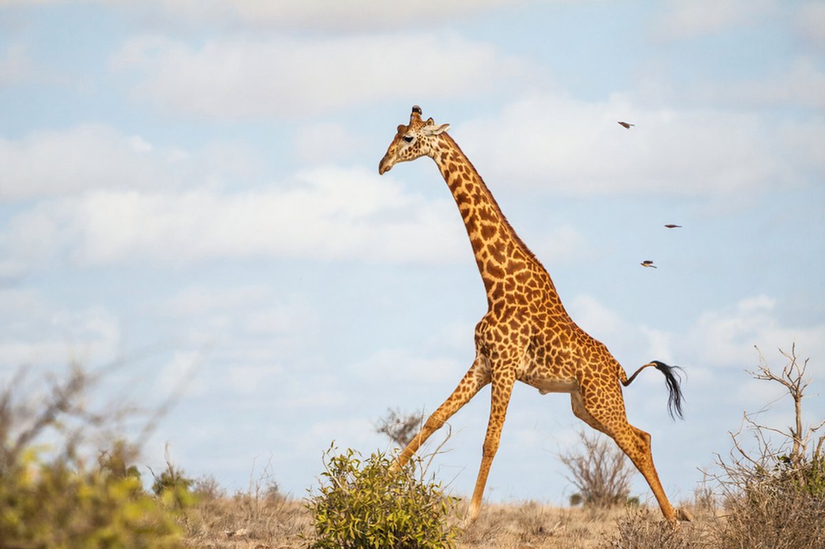 Giraffe striding across an open savannah under a blue sky, elegant long neck visible