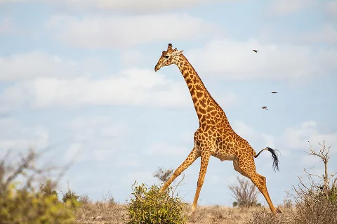 Giraffe striding across an open savannah under a blue sky, elegant long neck visible