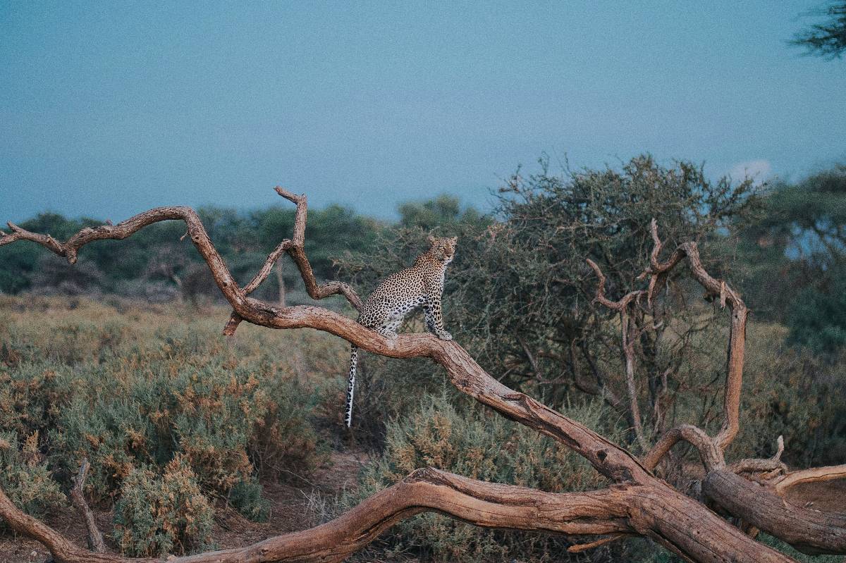 Leopard perched on a twisted acacia branch in the Kenyan savanna, captured on the 7-Day Big Five Safari from Nairobi