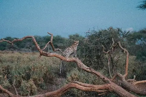 Leopard perched on a twisted acacia branch in the Kenyan savanna, captured on the 7-Day Big Five Safari from Nairobi