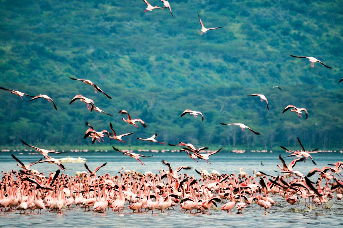 Large flock of pink flamingos taking flight over a shallow lake with forested hills — 5-Day Samburu, Aberdare, Lake Nakuru & Naivasha Safari