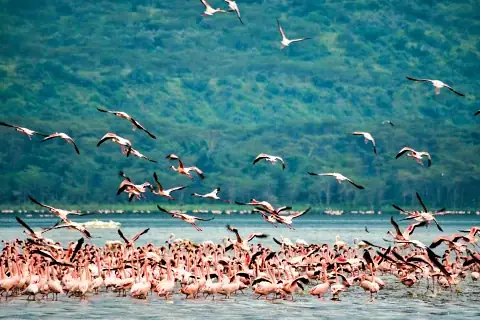 Large flock of pink flamingos taking flight over a shallow lake with forested hills — 5-Day Samburu, Aberdare, Lake Nakuru & Naivasha Safari