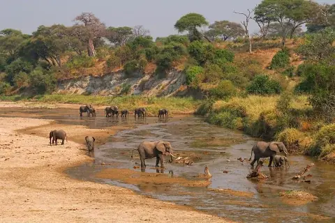 Herd of elephants drinking and crossing a shallow river by a tree-lined bank