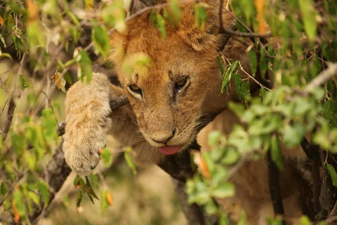 Young lion peering through dense bush, paw raised and tongue out in close-up