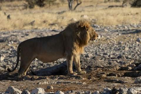 Male lion with full mane standing on rocky savannah in Maasai Mara — image for 4-Day Maasai Mara Big Cat Safari from Nairobi