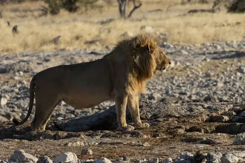 Male lion with full mane standing on rocky savannah in Maasai Mara — image for 4-Day Maasai Mara Big Cat Safari from Nairobi