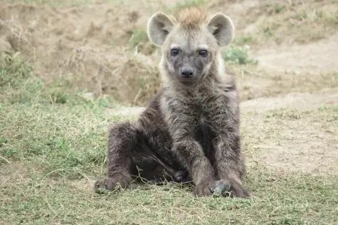 Spotted hyena pup sitting on the grass during an Aberdare and Ol Pejeta safari