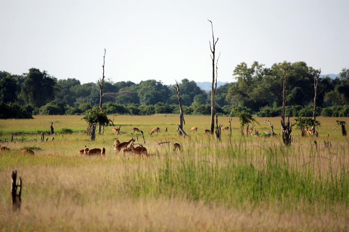 Herd of antelope grazing across tall grassland with scattered dead trees and distant woodland on the 8-Day Meru, Samburu, Ol Pejeta, Aberdare & Lake Nakuru safari