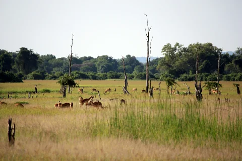 Herd of antelope grazing across tall grassland with scattered dead trees and distant woodland on the 8-Day Meru, Samburu, Ol Pejeta, Aberdare & Lake Nakuru safari