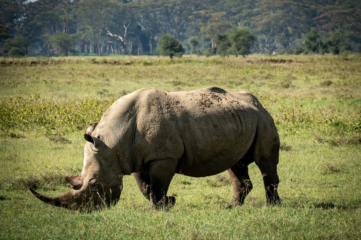 White rhinoceros grazing on grassland with distant acacia trees in Ol Pejeta Reserve — 3-Day Ol Pejeta & Aberdare Highlands Safari from Nairobi