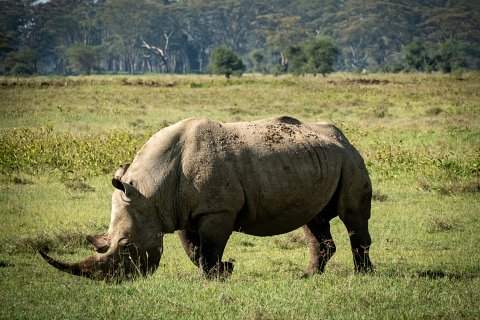 White rhinoceros grazing on grassland with distant acacia trees in Ol Pejeta Reserve — 3-Day Ol Pejeta & Aberdare Highlands Safari from Nairobi