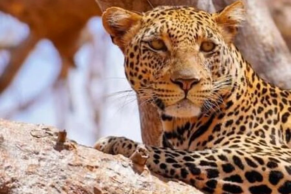Close-up leopard resting on a tree branch in Tsavo, a prime Big Five sighting on the 3-Day Tsavo East & West Safari