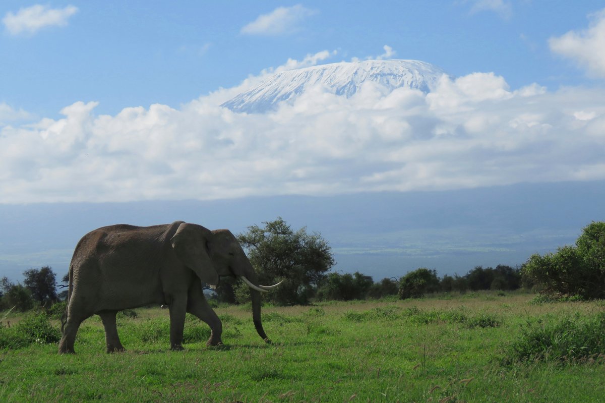 Elephant walking on a grassy plain with Mount Kilimanjaro rising through clouds in Amboseli