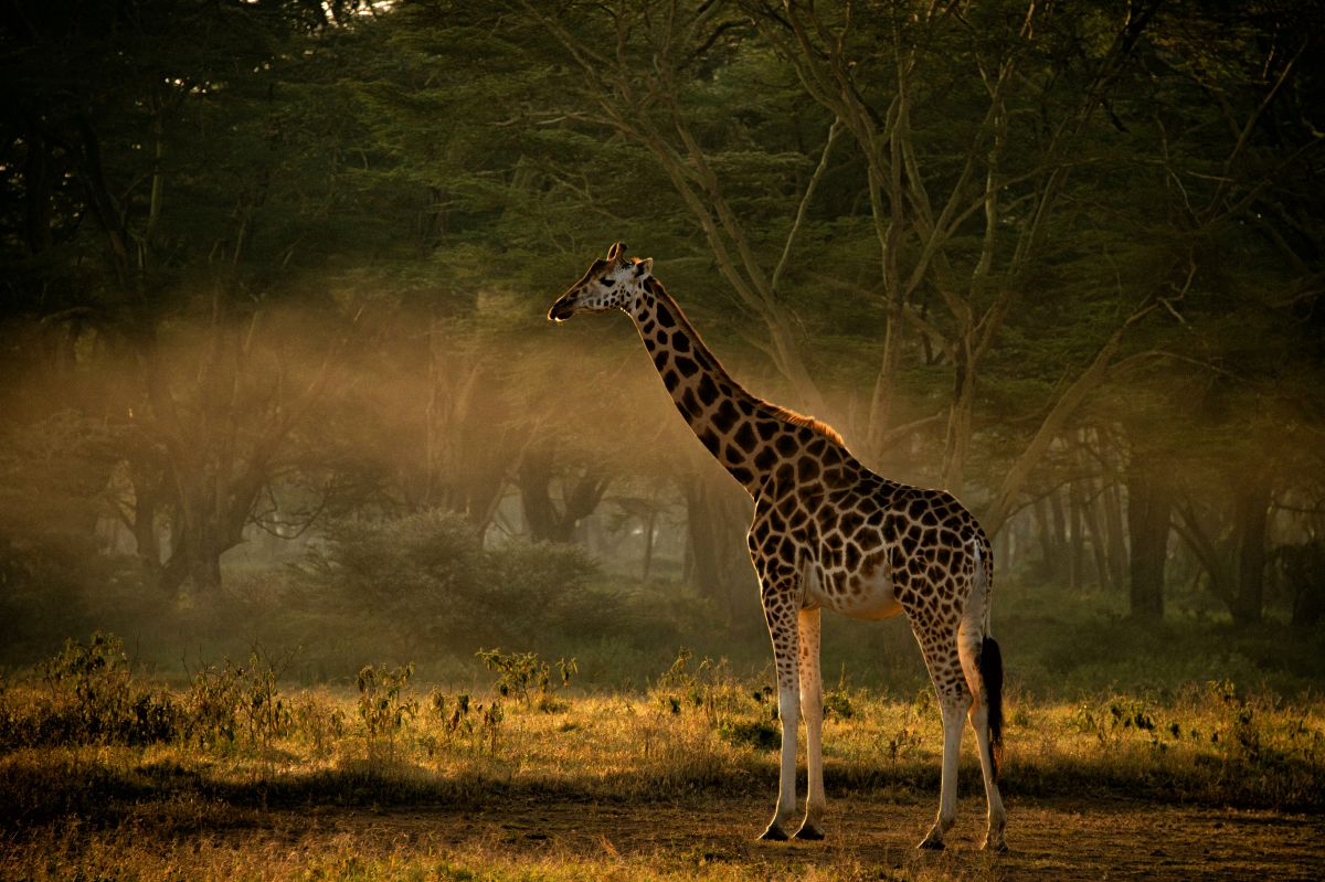 Giraffe bathed in golden morning light beneath acacias — highlight of the 4-Day Meru & Samburu Wilderness Safari