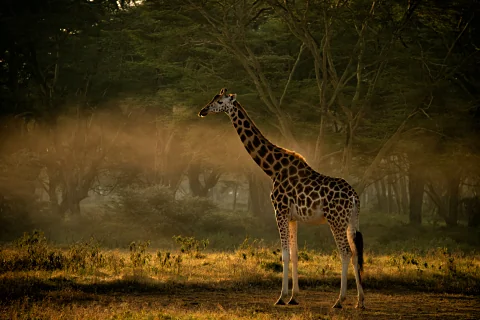 Giraffe bathed in golden morning light beneath acacias — highlight of the 4-Day Meru & Samburu Wilderness Safari