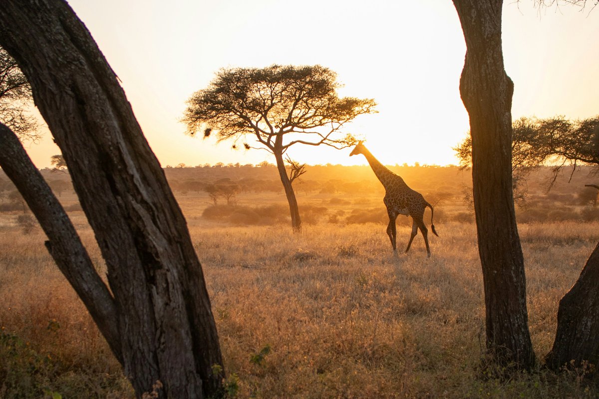 Giraffe silhouette at sunrise framed by acacia trees on the Shimba Hills National Reserve day safari from Mombasa