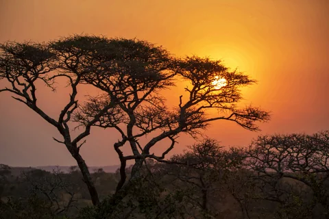Golden sunset behind flat‑topped acacia silhouettes over the African savanna
