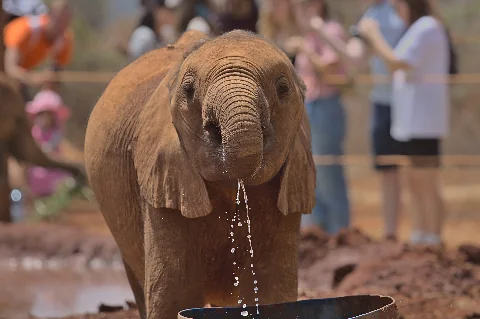 Young elephant drinking with water dripping from its trunk at the orphanage