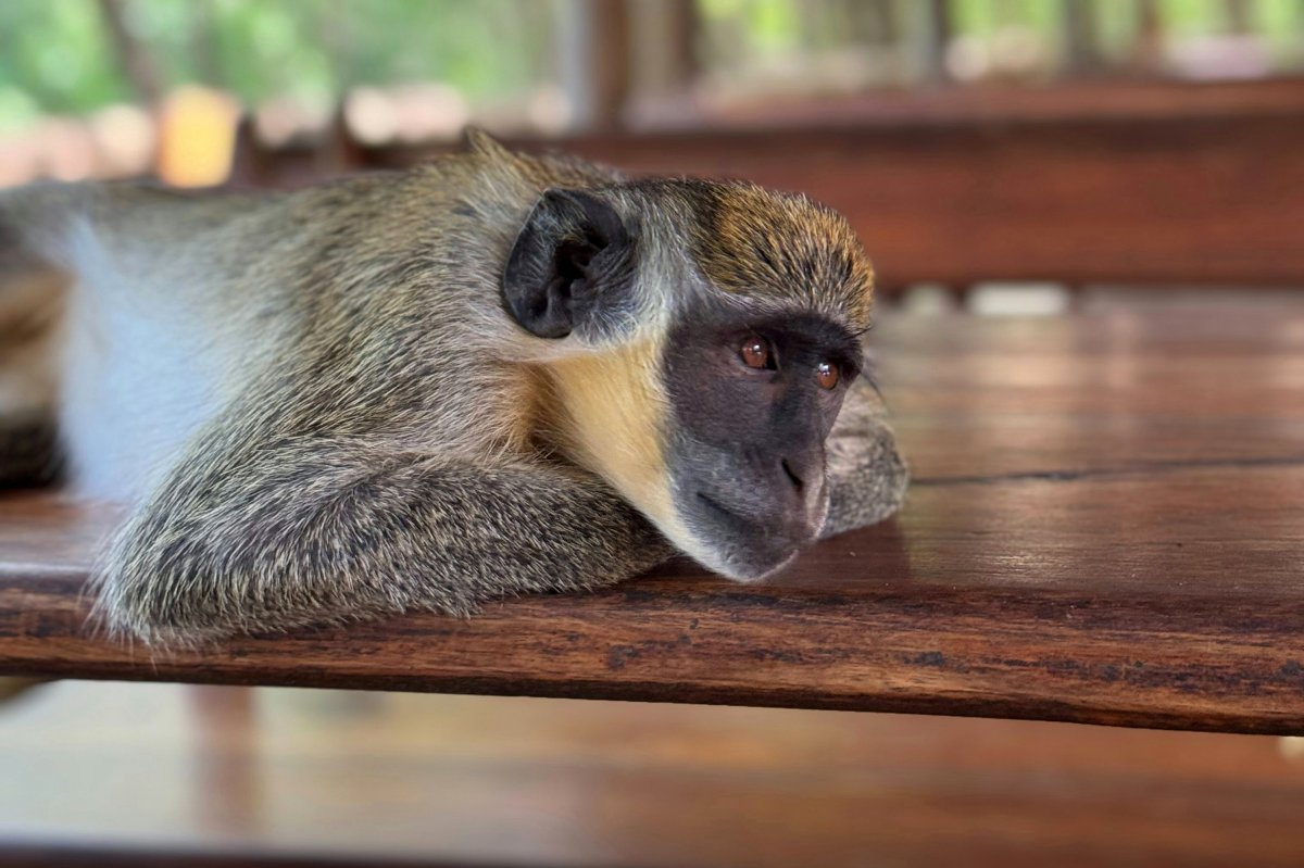 Close-up of a relaxed vervet monkey lying on a wooden bench during the 4-Day Ol Pejeta, Solio & Mount Kenya Safari from Nairobi