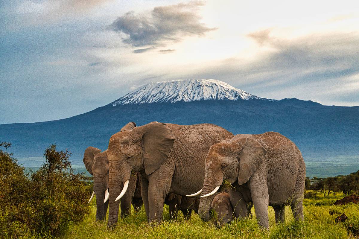 Elephant herd grazing with Mount Kilimanjaro's snowy summit in the background, Amboseli National Park