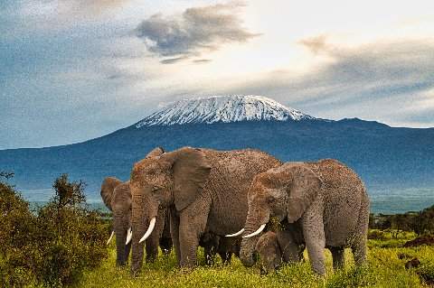 Elephant herd grazing with Mount Kilimanjaro's snowy summit in the background, Amboseli National Park