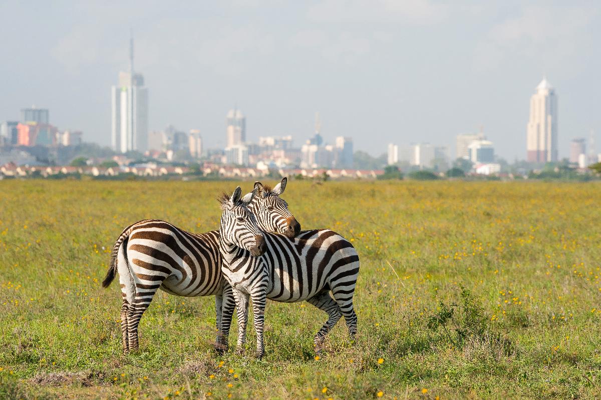 Two zebras nuzzling in a wildflower savanna with Nairobi skyline in the background