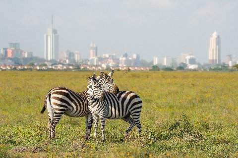 Two zebras nuzzling in a wildflower savanna with Nairobi skyline in the background