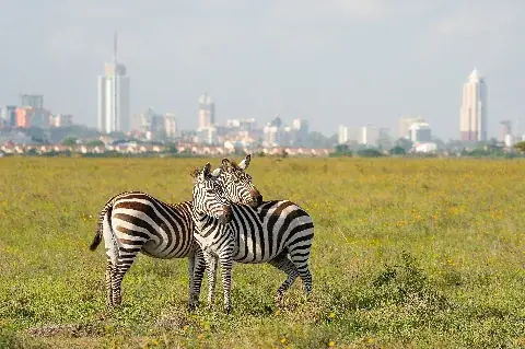 Two zebras nuzzling in a wildflower savanna with Nairobi skyline in the background