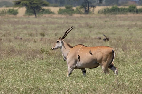 Antelope with long curved horns walking across open savanna grassland.