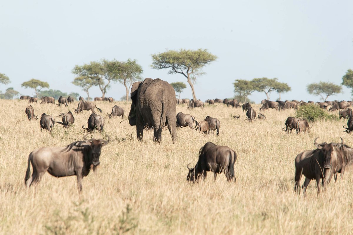 Elephant walking through a herd of wildebeest on golden savanna with acacia trees and clear sky — Maasai Mara safari.