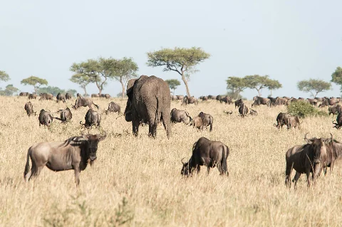 Elephant walking through a herd of wildebeest on golden savanna with acacia trees and clear sky — Maasai Mara safari.