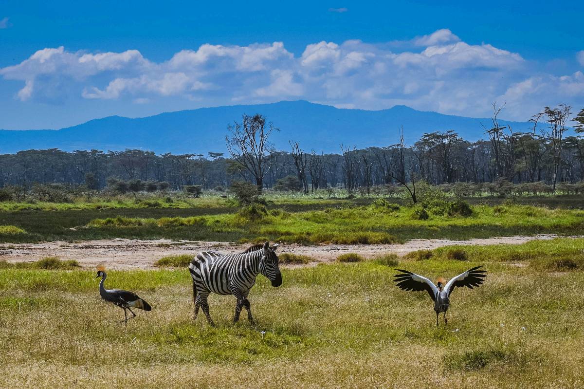 Zèbre avec deux grues à couronne grise sur une savane herbeuse de Meru, acacias et montagnes bleues au loin — Safari sauvage de 3 jours dans le parc national de Meru