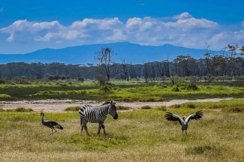 Zebra with two grey crowned cranes on a grassy Meru savanna, acacia trees and blue mountains in the distance — 3-Day Meru National Park Wilderness Safari