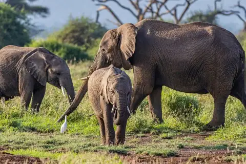 Elephant family grazing on green grass at sunrise in Tsavo East — 3-Day Tsavo East Safari from Diani