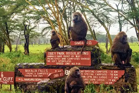 Baboons perched on a wooden park sign beneath acacia trees .