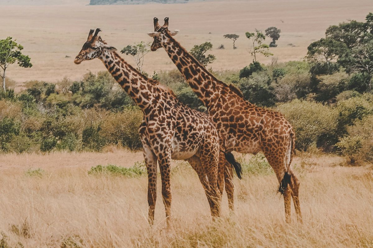 Duas girafas de pé em uma planície dourada com arbustos dispersos na savana de Tsavo.