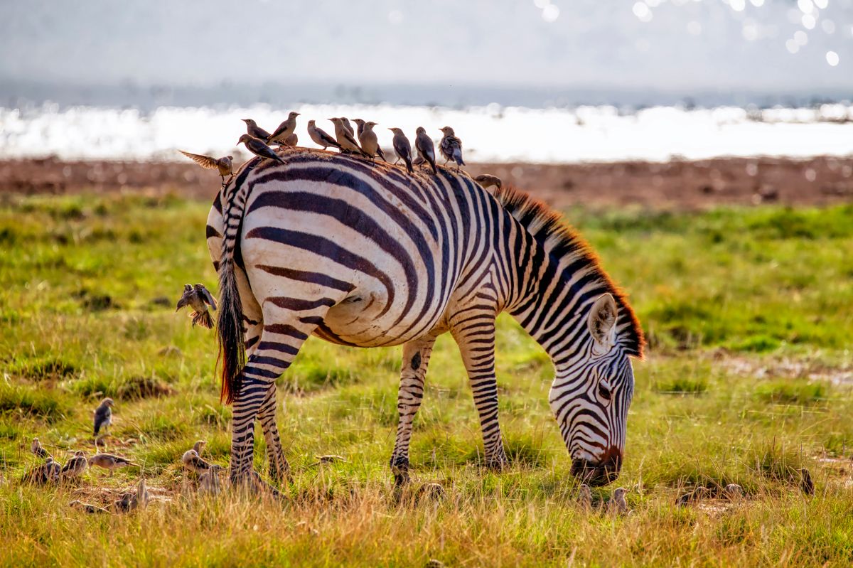 Zebra grazing on a grassy lakeshore with small birds perched on its back and sunlit water beyond