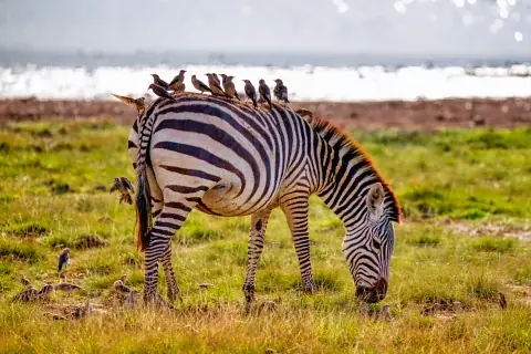 Zebra grazing on a grassy lakeshore with small birds perched on its back and sunlit water beyond