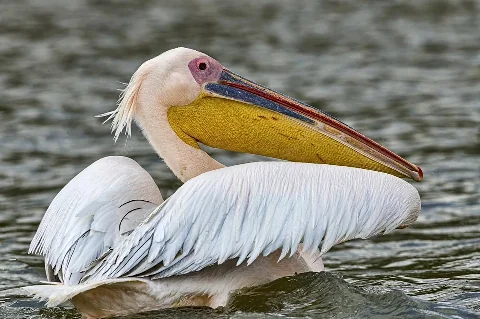 Great white pelican floating on a Rift Valley lake, showing its colorful bill and white plumage
