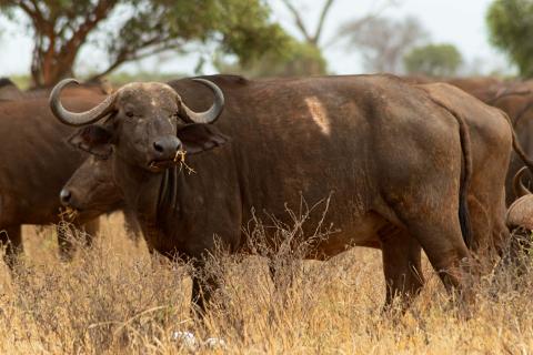 Cape buffalo standing in dry grass, close-up on a Tsavo East safari