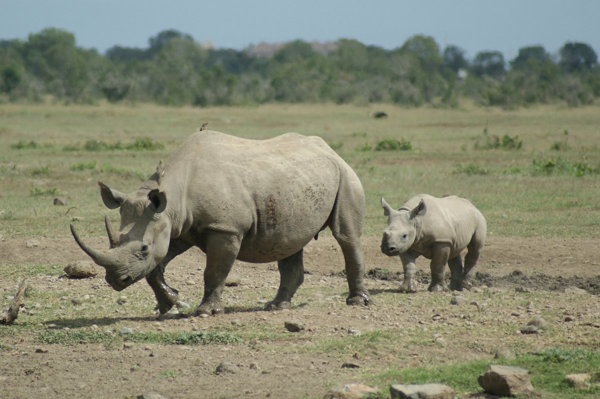 Weisses Nashorn: Mutter und Kalb laufen über eine trockene Savanne mit vereinzelten Bäumen – Szene aus der 5-tägigen Samburu-, Solio- und Ol Pejeta-Nashorn-Safari ab Nairobi