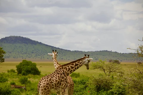 Two giraffes grazing on the Kenyan savannah with rolling hills and a cloudy sky