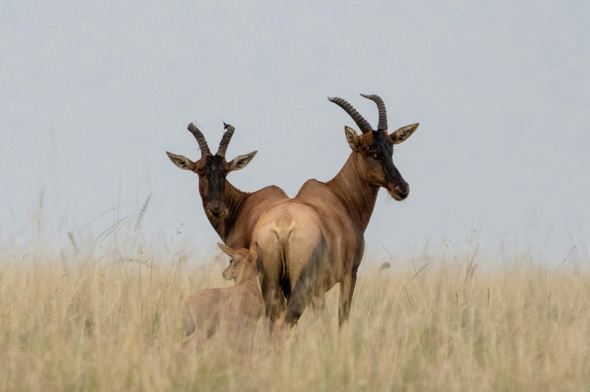 Two topi antelopes and a calf standing in tall golden grass at Ol Pejeta Conservancy on the 2-Day Ol Pejeta Conservancy Safari from Nairobi