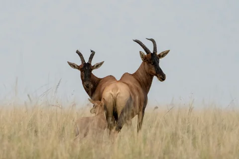 Two topi antelopes and a calf standing in tall golden grass at Ol Pejeta Conservancy on the 2-Day Ol Pejeta Conservancy Safari from Nairobi