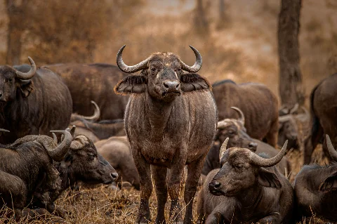 Primo piano di un bufalo del Capo con corna ricurve in un branco affollato nella savana secca — Ol Pejeta, Safari di 4 giorni Solio, Aberdare e Ol Pejeta da Nairobi