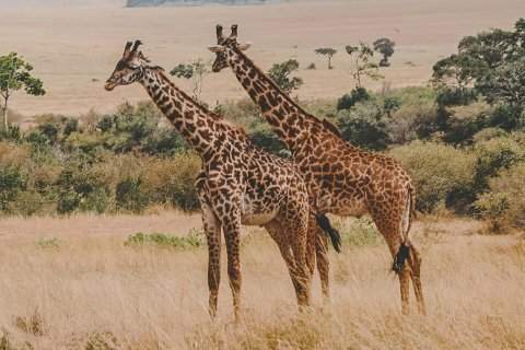 Two giraffes standing in golden savannah grass with scattered trees behind — wildlife highlight of the 6-Day Coast Safari: Tsavo East, Tsavo West & Amboseli