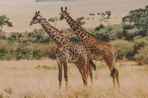 Two giraffes standing in golden savannah grass with scattered trees behind — wildlife highlight of the 6-Day Coast Safari: Tsavo East, Tsavo West & Amboseli