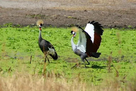 Two grey crowned cranes in a green marsh, one spreading its wings — wildlife sighting on the 4-Day Lake Nakuru, Lake Naivasha & Amboseli Safari from Nairobi.